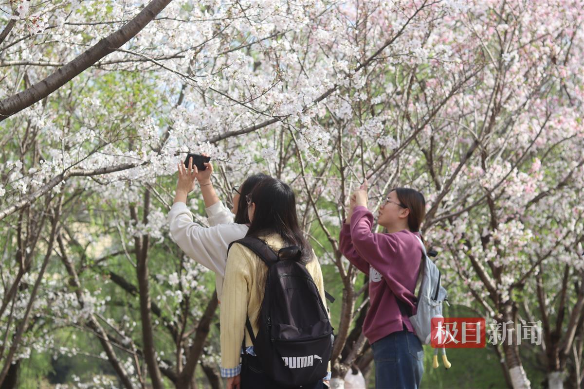 学生赏樱。通讯员 杨欣怡 摄.JPG 学生赏樱。通讯员 杨欣怡 摄.JPG